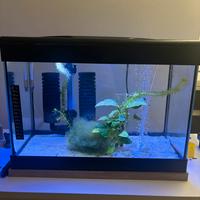 Acquario