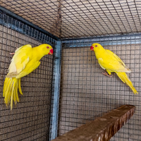 Parrocchetti dal collare giallo