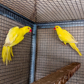 Parrocchetti dal collare giallo