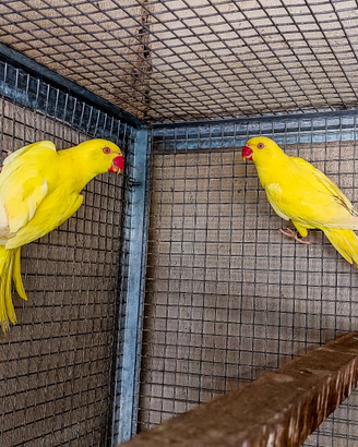 Parrocchetti dal collare giallo