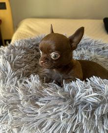 Chihuahua Pedigree Enci
