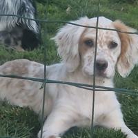 Cucciolo femmina setter inglese