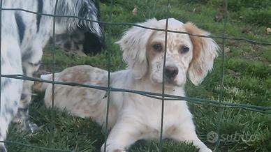 Cucciolo femmina setter inglese