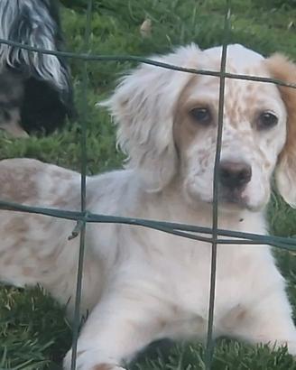 Cucciolo femmina setter inglese