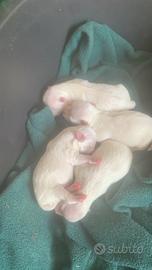 Disponibili cuccioli maltese