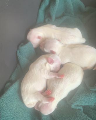 Disponibili cuccioli maltese