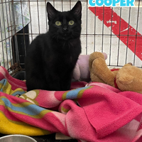 Cooper gattino nero di 4 mesi