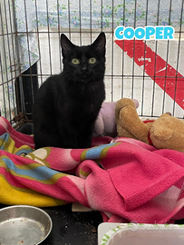 Cooper gattino nero di 4 mesi