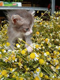 Gattino siberiano