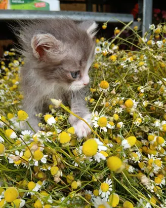Gattino siberiano