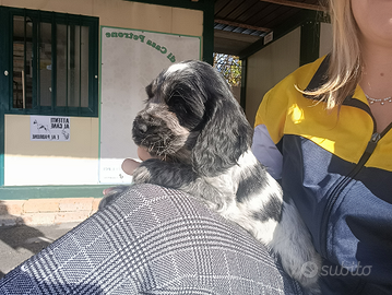 Cocker Spaniel inglese Pedigree Enci