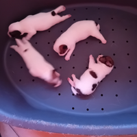 Jack Russell ruvidi