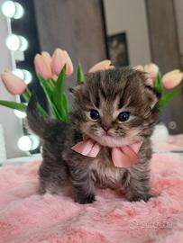 Gattina Scottish/Highland Chocolate Tabby Femmina