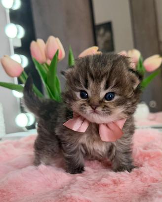 Gattina Scottish/Highland Chocolate Tabby Femmina