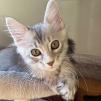 Animali Gattino Maine Coon maschio silver