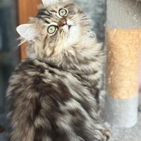 Maschietto persiano Tabby