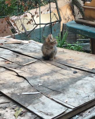 Gattini