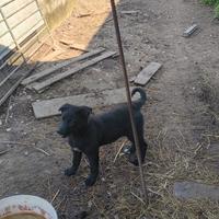 Cuccioli mix lagorai