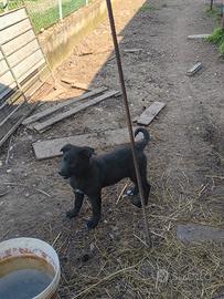 Cuccioli mix lagorai