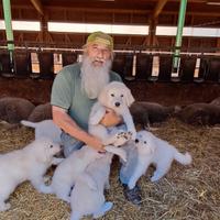 Cuccioli pastore maremmano abruzzese