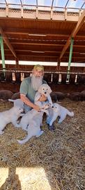 Cuccioli pastore maremmano abruzzese