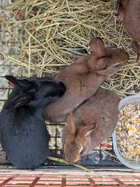 Conigli di razza Lepre Belga