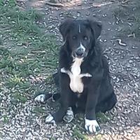 Cucciolo di cane Maremmano/Setter