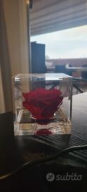 Rosa rossa stabilizzata in cubo