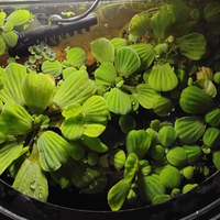 Pistia pianta galleggiate pesci acquario caridine