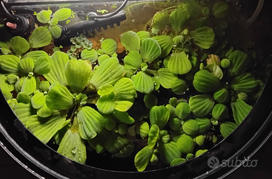 Pistia pianta galleggiate pesci acquario caridine