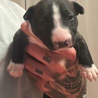 Cuccioli bull terrier miniature