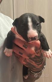 Cuccioli bull terrier miniature