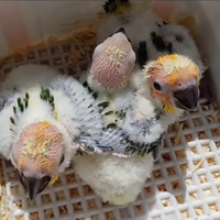 Pulli di Conuro del Sole