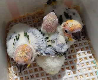 Pulli di Conuro del Sole