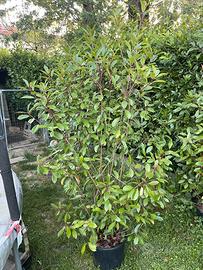 photinia