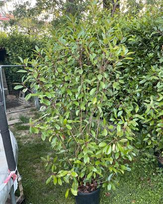 photinia
