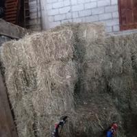 Ballette di fieno primo taglio