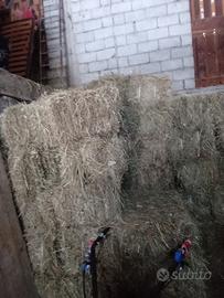 Ballette di fieno primo taglio