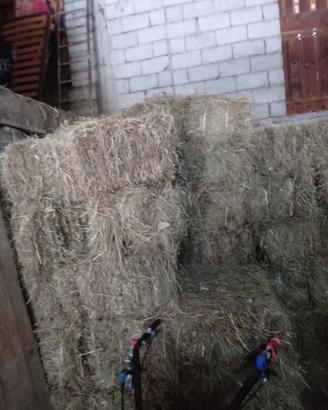 Ballette di fieno primo taglio