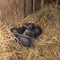 Cuccioli Maialini Nani