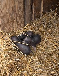 Cuccioli Maialini Nani