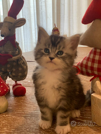 Cuccioli di Maine Coon Allevamento Magical Giants