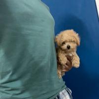 Maltipoo rosso mini TOY disponibili contattaci