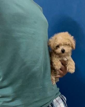 Maltipoo rosso mini TOY disponibili contattaci