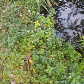 menta acquatica