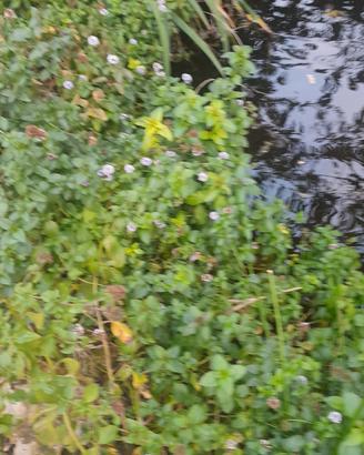 menta acquatica