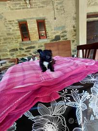 Chihuahua taglia piccola piccola