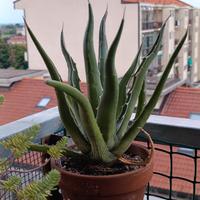 Agave, pianta grassa