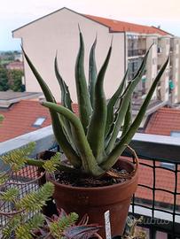 Agave, pianta grassa