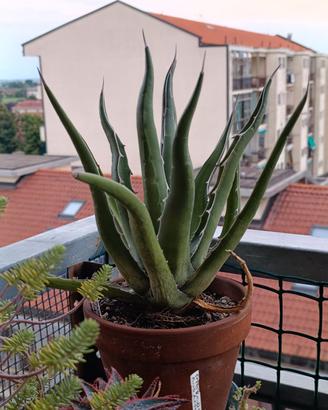 Agave, pianta grassa